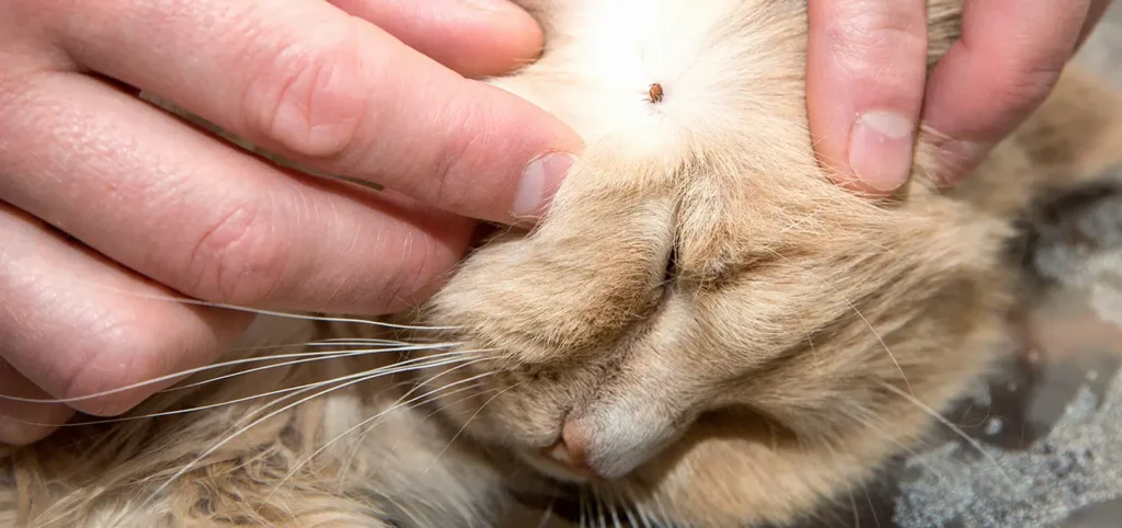 How Can You Prevent Fleas and Ticks on Your Cat