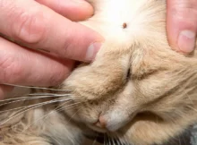 How Can You Prevent Fleas and Ticks on Your Cat