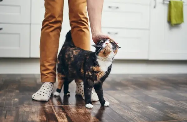 How Do Cats Show Affection Towards Their Owners