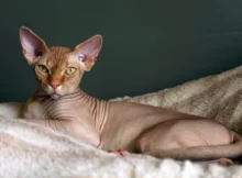 What makes the Sphynx cat so distinctive