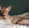 What makes the Sphynx cat so distinctive