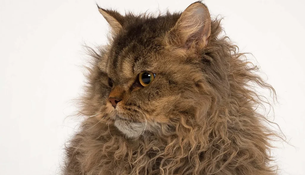 Which cat breed is known for its curly coat