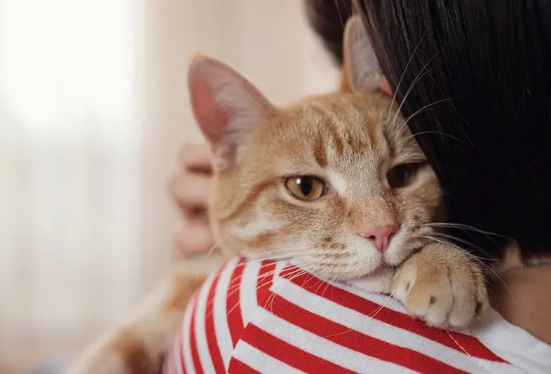 Do Cats Feel Protective of Their Human Families?