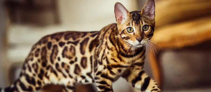 Which cat breed is the rarest in the world