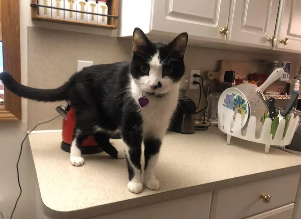 Is it possible to train a cat to stay off kitchen counters