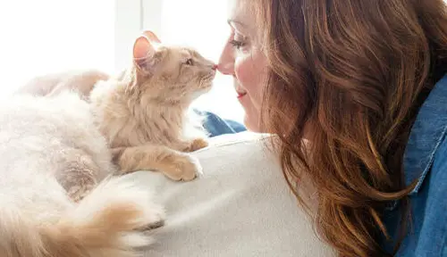 How Do Cats Show Affection Towards Their Owners