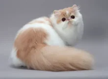 What are the grooming requirements for a Persian cat