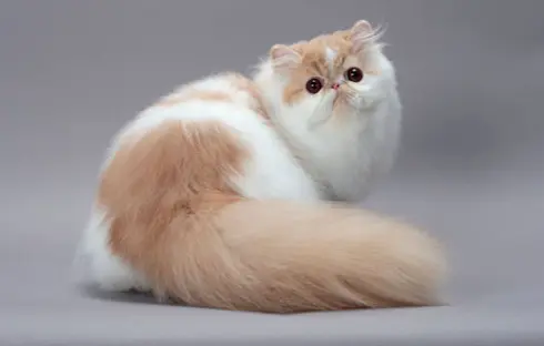 What are the grooming requirements for a Persian cat