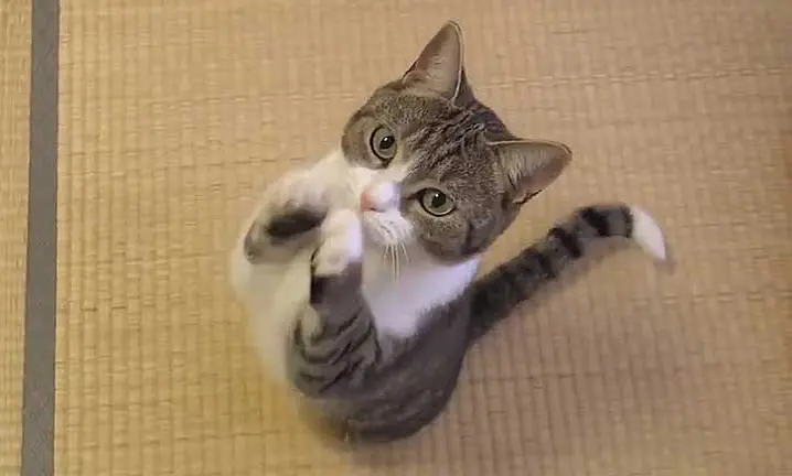 How do you prevent your cat from begging for food at the table