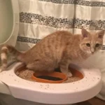 How can you teach your cat to use the toilet