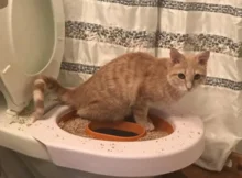 How can you teach your cat to use the toilet