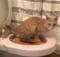 How can you teach your cat to use the toilet