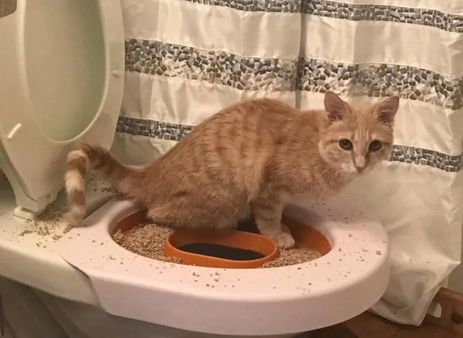 How can you teach your cat to use the toilet