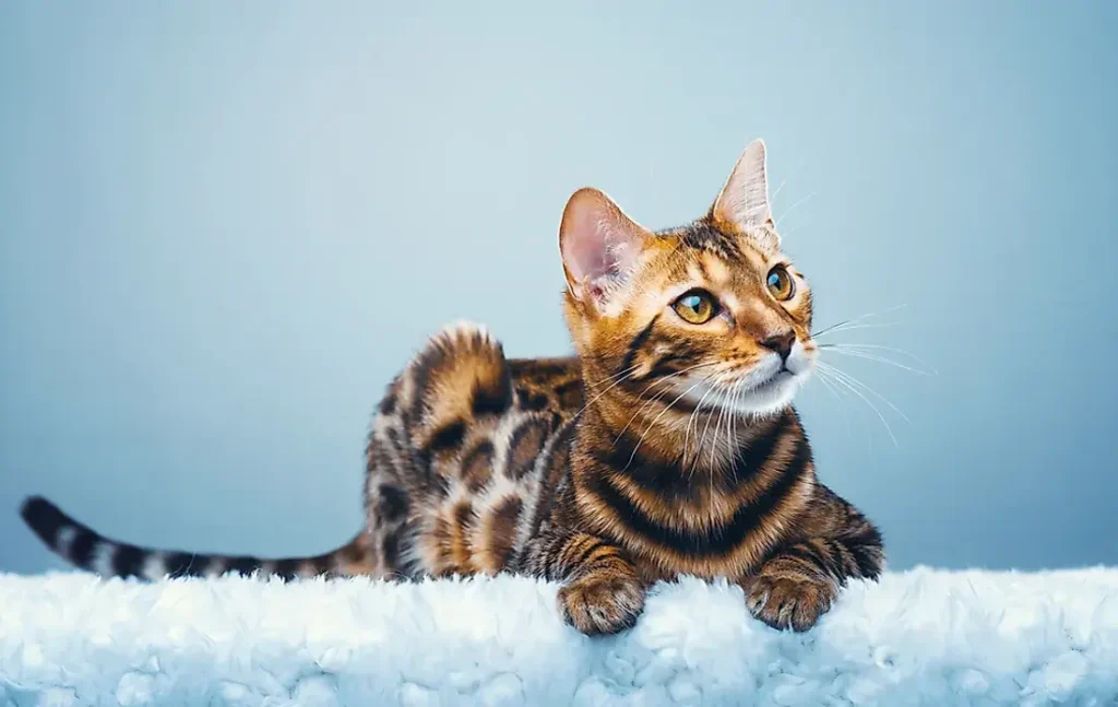 Which cat breed is the rarest in the world