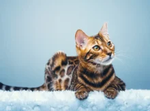 Which cat breed is the rarest in the world