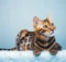 Which cat breed is the rarest in the world