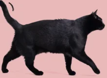 How Do Cats Communicate Through Tail Movements