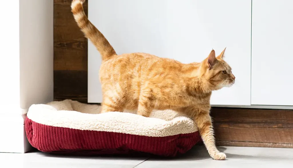 How Do Cats Communicate Through Tail Movements