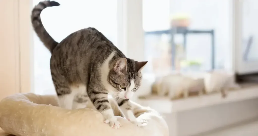 How Do Cats Communicate Through Tail Movements