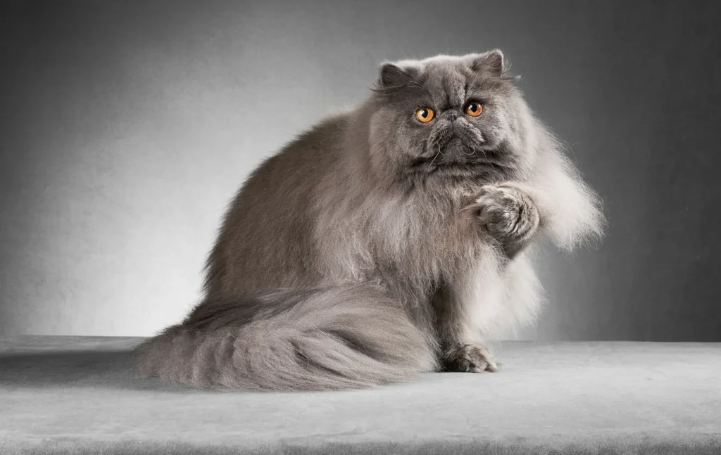 What are the grooming requirements for a Persian cat