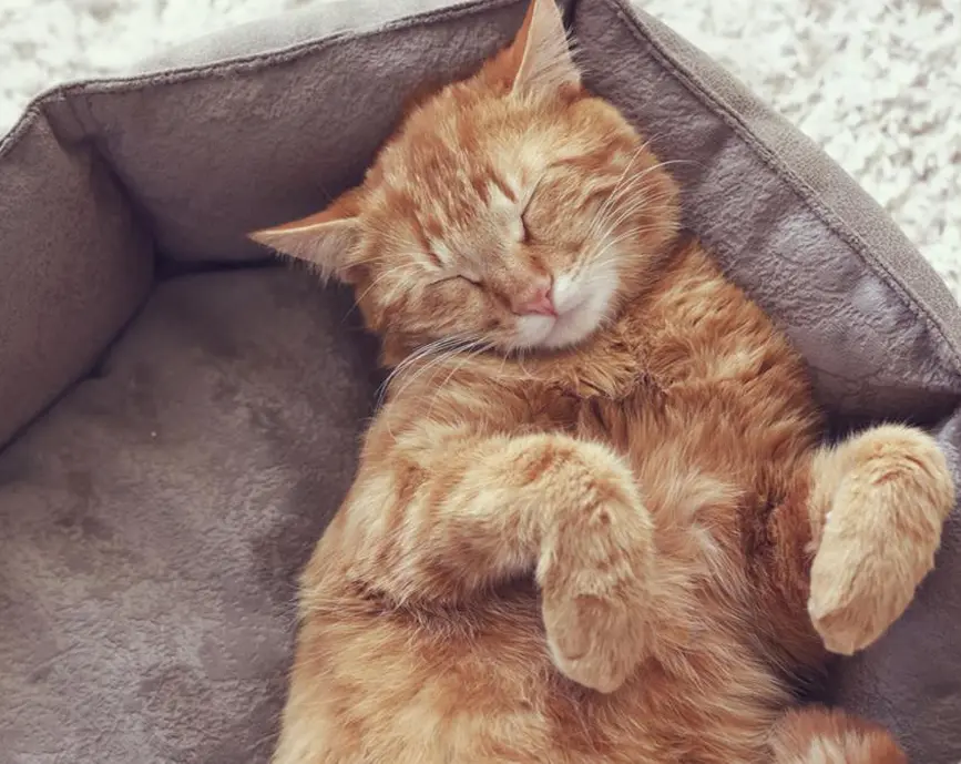 Why Do Cats Sleep So Much