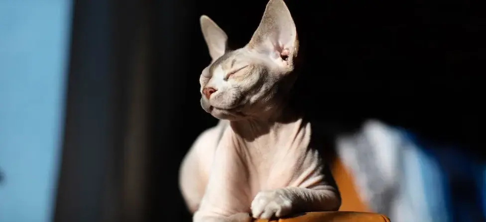 What makes the Sphynx cat so distinctive