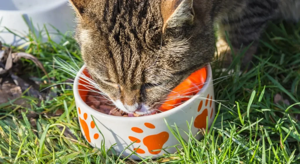 Are You Providing the Right Nutrition for Your Cat