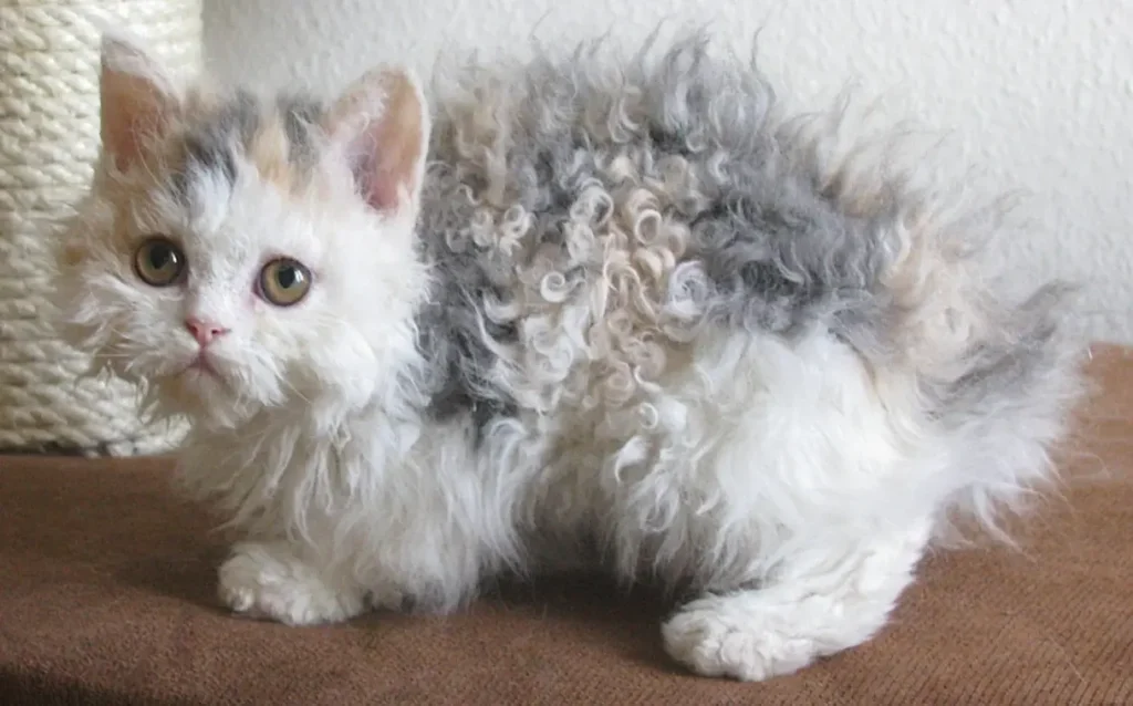 Which cat breed is known for its curly coat