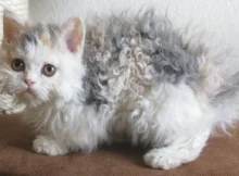 Which cat breed is known for its curly coat