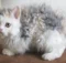 Which cat breed is known for its curly coat