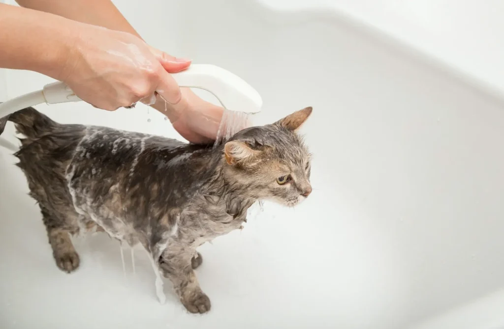 Is it possible to train a cat to enjoy baths?