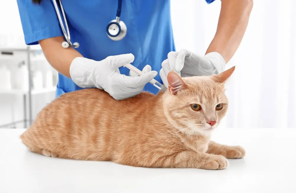 What Vaccinations Does Your Cat Need