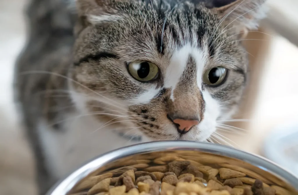 Are You Providing the Right Nutrition for Your Cat