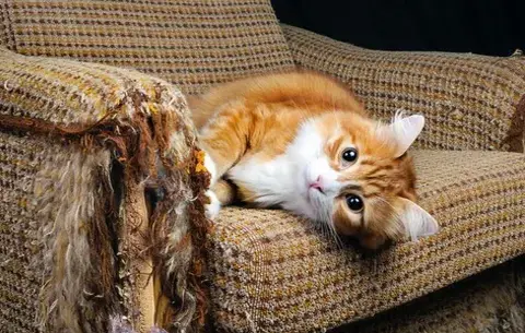 How do you prevent your cat from scratching furniture