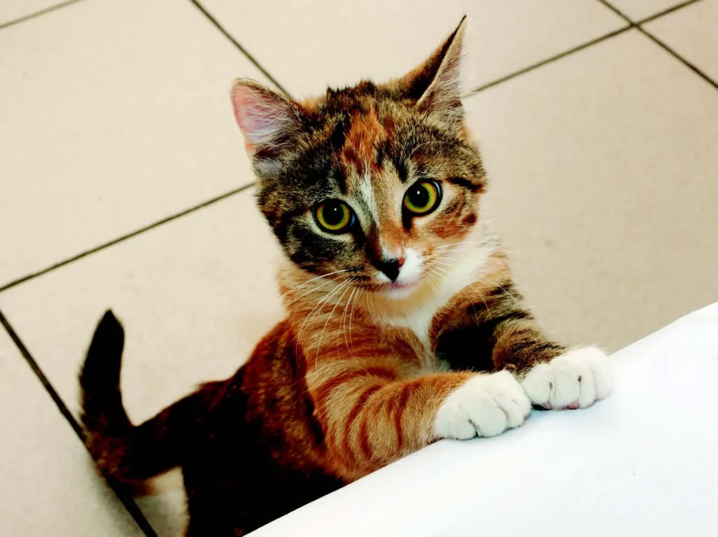 How do you prevent your cat from begging for food at the table