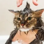 Is it possible to train a cat to enjoy baths?