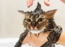 Is it possible to train a cat to enjoy baths?