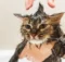 Is it possible to train a cat to enjoy baths?