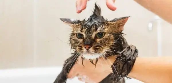 Is it possible to train a cat to enjoy baths?