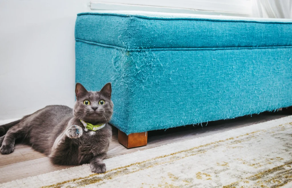 How do you prevent your cat from scratching furniture