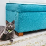 How do you prevent your cat from scratching furniture