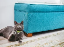 How do you prevent your cat from scratching furniture