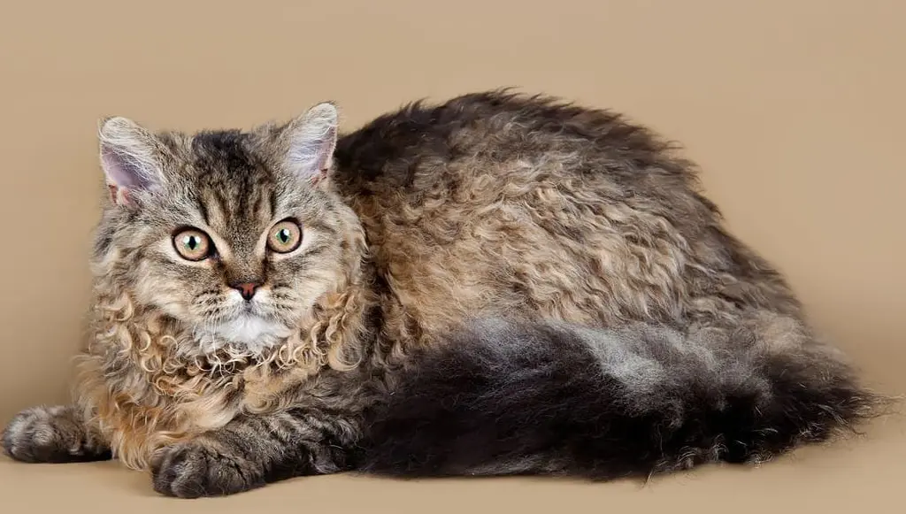 Which cat breed is known for its curly coat