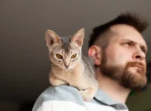 Do Cats Feel Protective of Their Human Families?