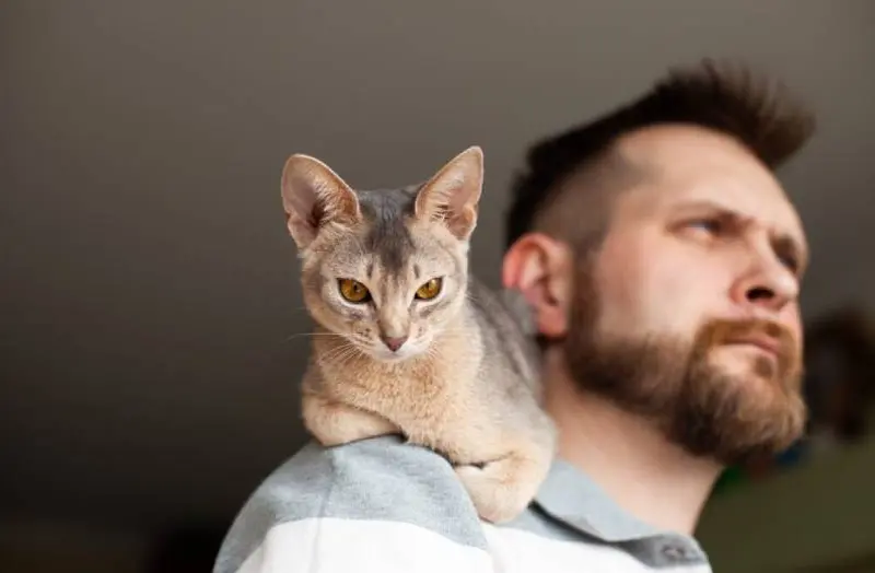 Do Cats Feel Protective of Their Human Families?