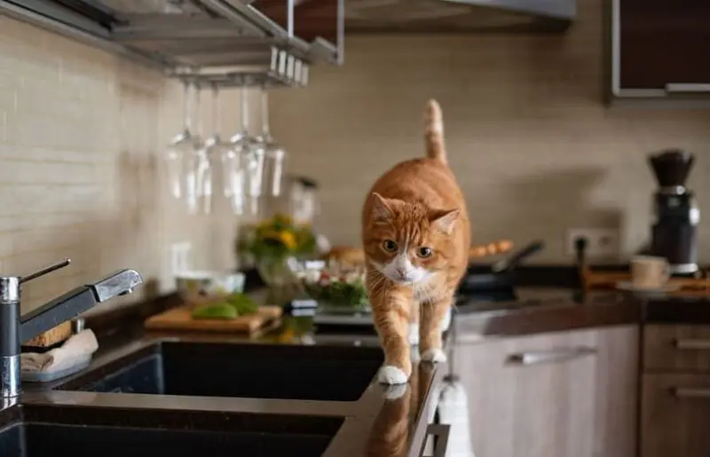 Is it possible to train a cat to stay off kitchen counters