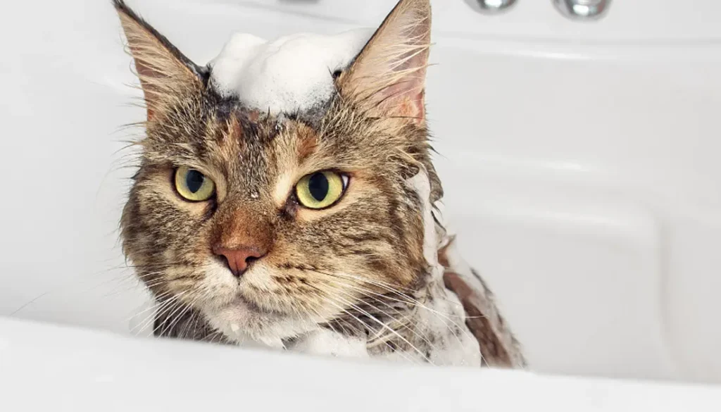 Is it possible to train a cat to enjoy baths?