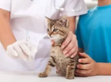 What Vaccinations Does Your Cat Need