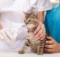 What Vaccinations Does Your Cat Need