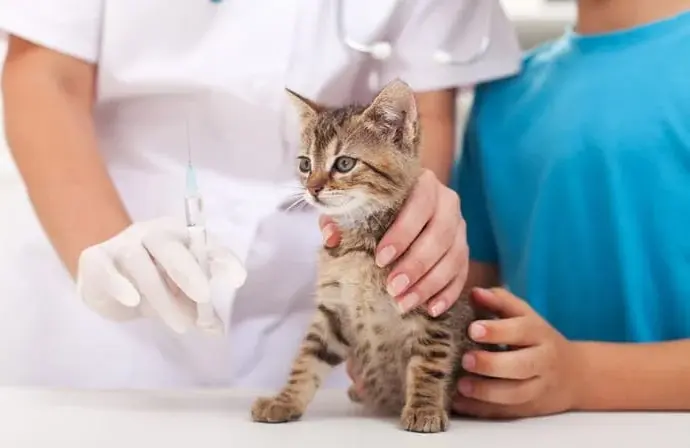 What Vaccinations Does Your Cat Need